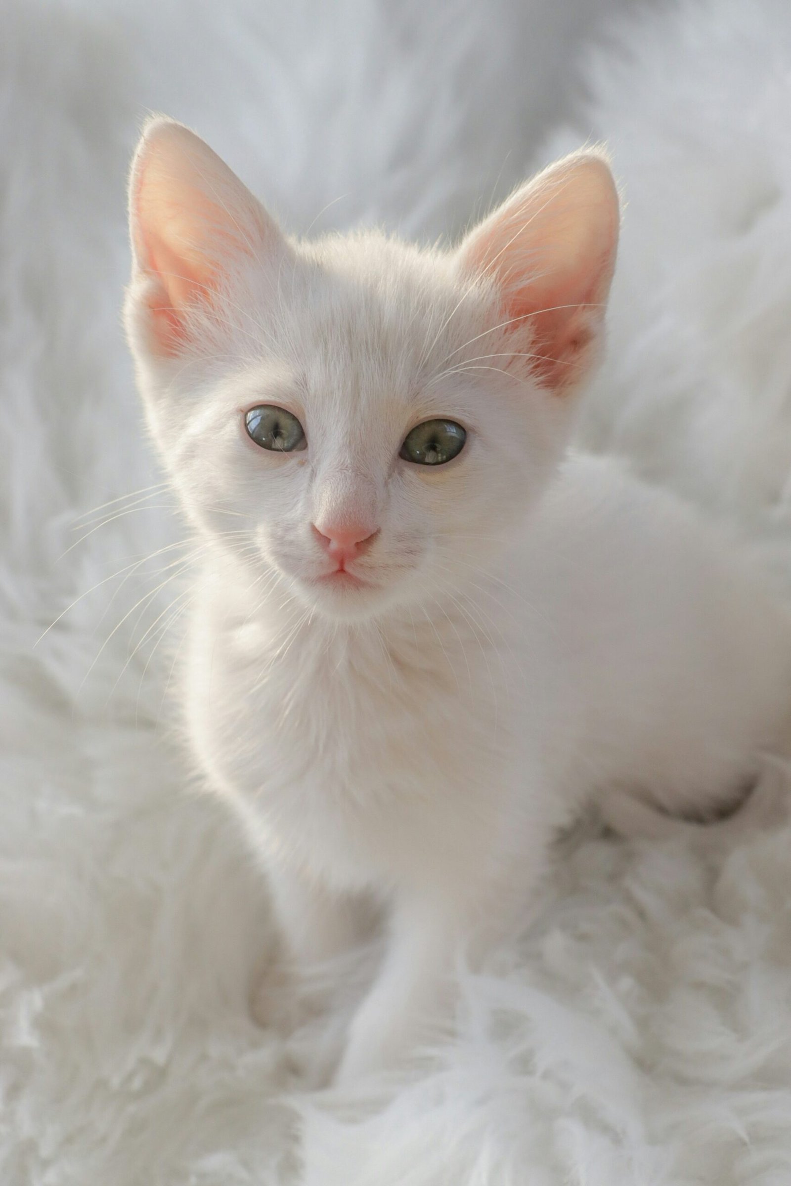 White kitten with blue eyes on a blanket