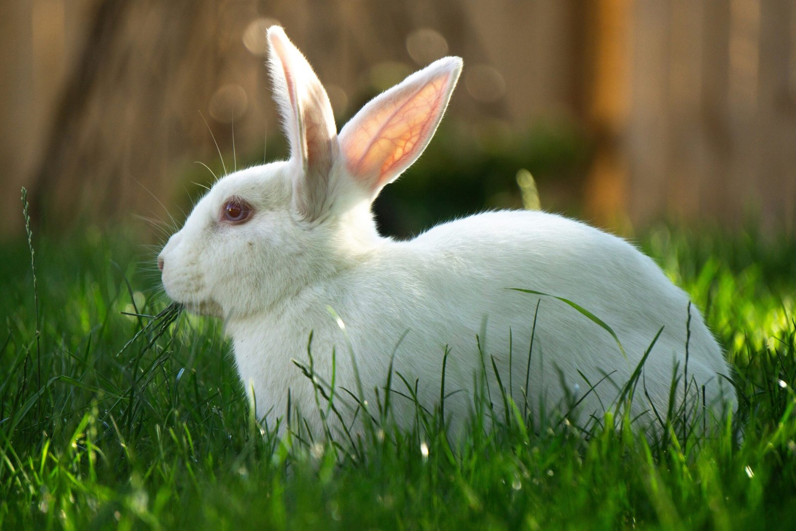 White rabbit in green grass