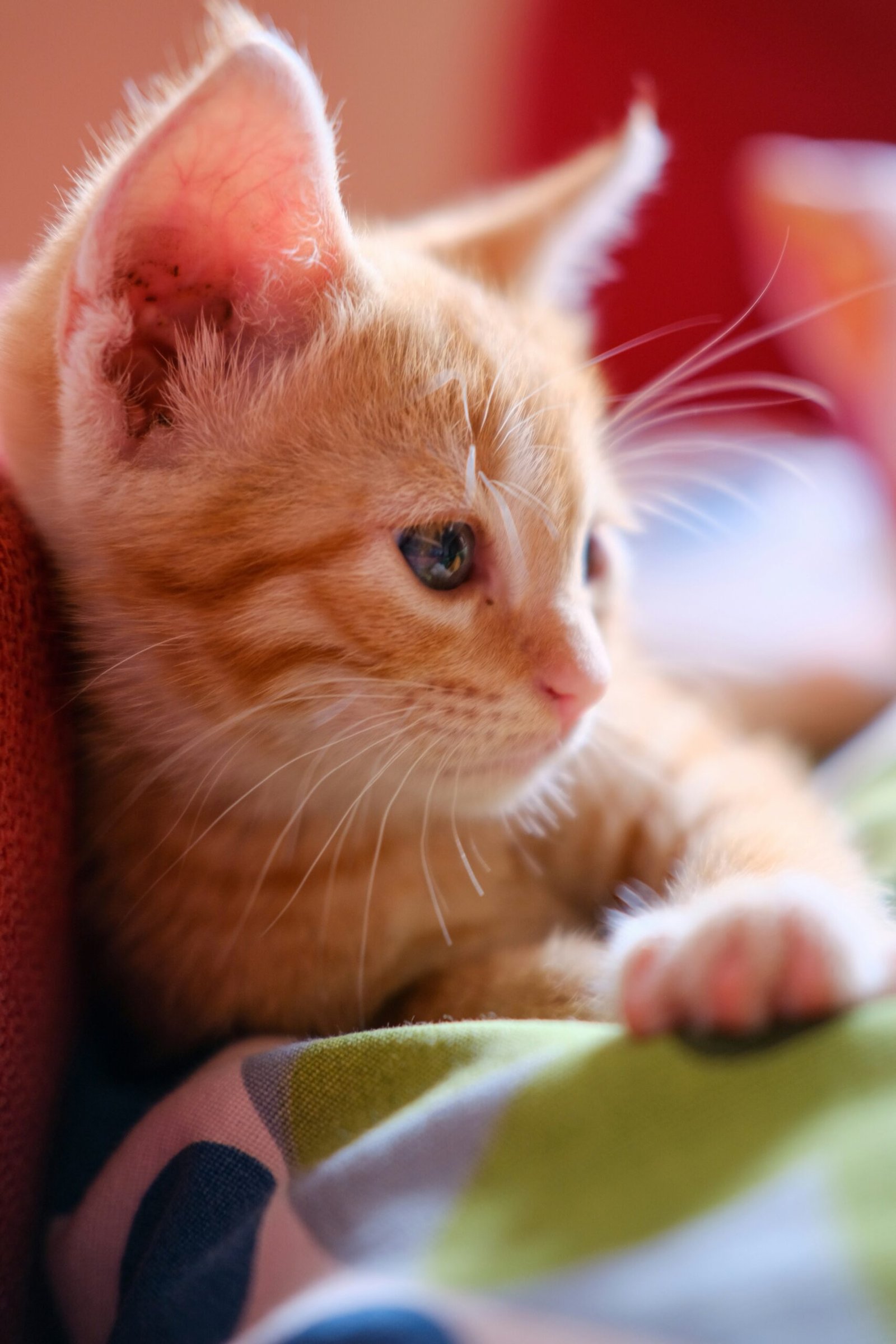 Orange tabby kitten